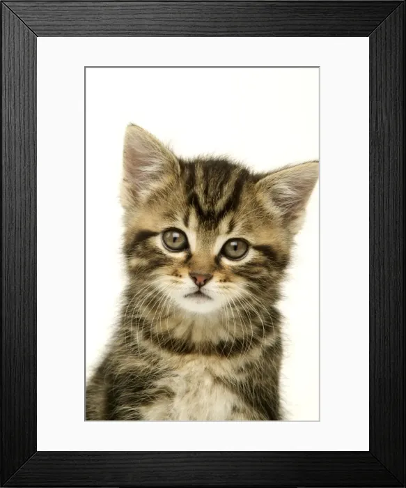 Framed Print : Kitten. LA-724. CAT - Kitten, close-up. Jean Michel Labat