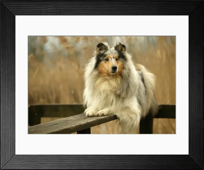 Framed Print : Rough Collie Dog Framed Print : Rough Collie Dog