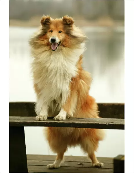 Rough Collie Dog Standing on bench