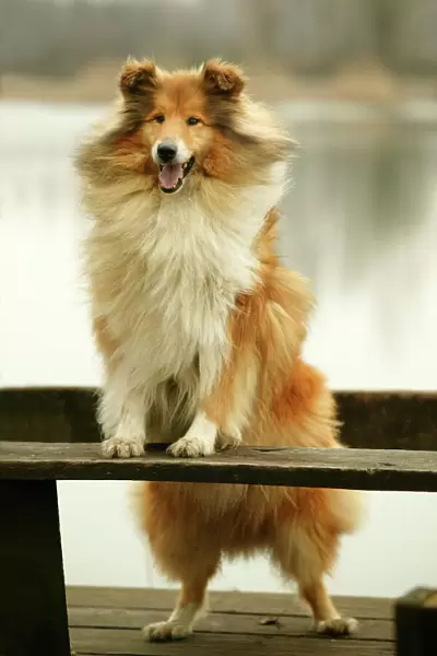 Rough Collie Dog Standing on bench