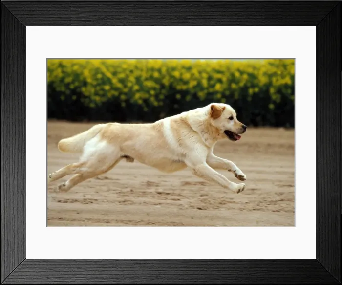 Framed Print : Labrador Retreiever Dog Running Framed Print : Labrador Retreiever Dog Running