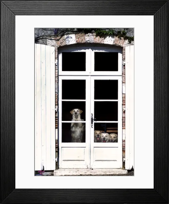 Framed Print : Retriever Dogs Looking out behind glass doors Framed Print : Retriever Dogs Looking out behind glass doors