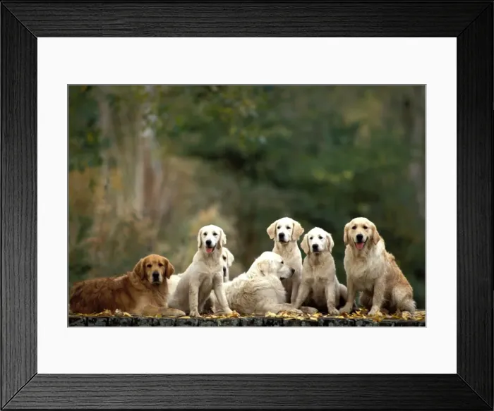 Framed Print : Golden Retriever Dogs Group sitting together Framed Print : Golden Retriever Dogs Group sitting together