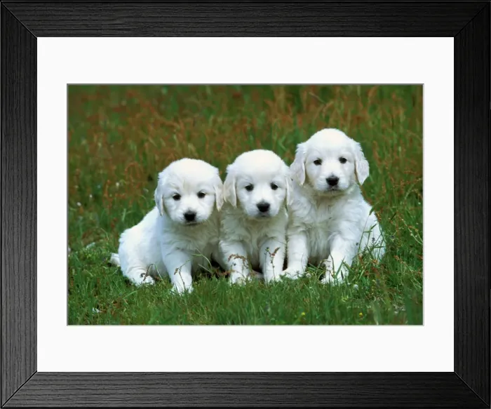 Framed Print : Golden Retriever Dogs 3 x Puppies sitting together Framed Print : Golden Retriever Dogs 3 x Puppies sitting together