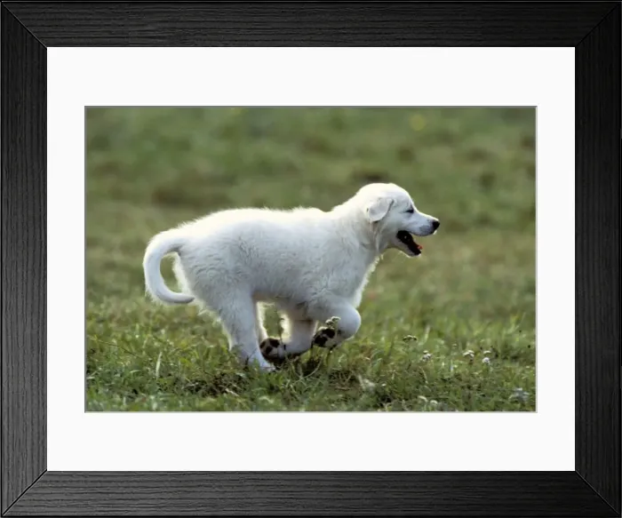 Framed Print : Golden Retriever Puppy Dog Running Framed Print : Golden Retriever Puppy Dog Running