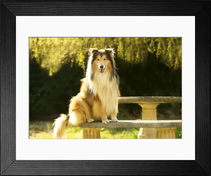 Framed Print : Rough Collie Dog Sitting on stone bench