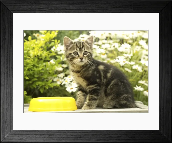 Framed Print : Cat Kitten, eating in garden Framed Print : Cat Kitten, eating in garden