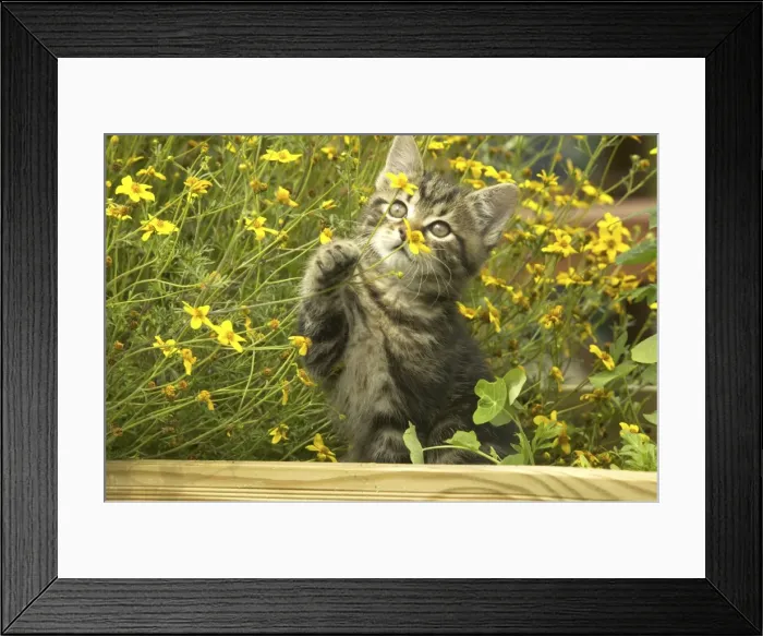 Framed Print : Cat Kitten in garden Framed Print : Cat Kitten in garden