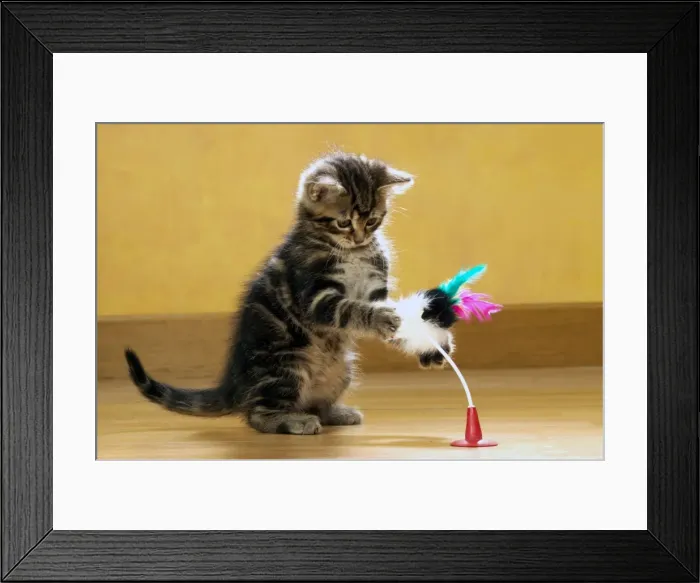 Framed Print : Cat Kitten with toy Framed Print : Cat Kitten with toy