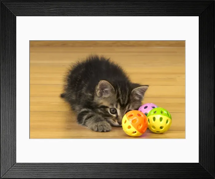 Framed Print : Cat Kitten with toy Framed Print : Cat Kitten with toy