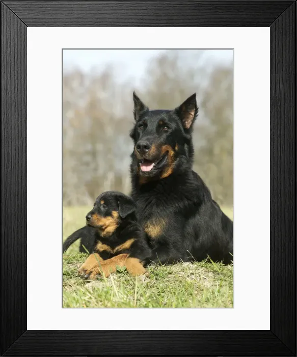 Framed Print : Beauceron Dog Adult with puppy Framed Print : Beauceron Dog Adult with puppy