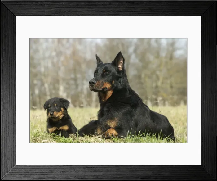 Framed Print : Beauceron Dog Adult with puppy Framed Print : Beauceron Dog Adult with puppy