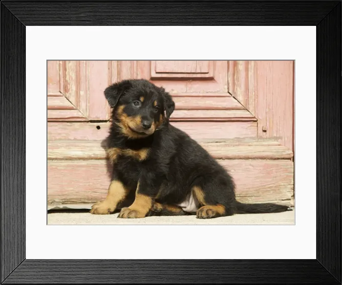 Framed Print : Beauceron Dog Puppy Framed Print : Beauceron Dog Puppy