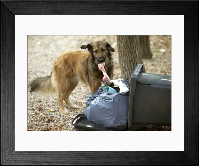 Framed Print : Stray Dog Looking for food in rubbish bin Framed Print : Stray Dog Looking for food in rubbish bin
