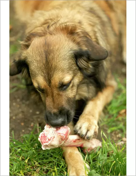 Dog Eating marrow bone