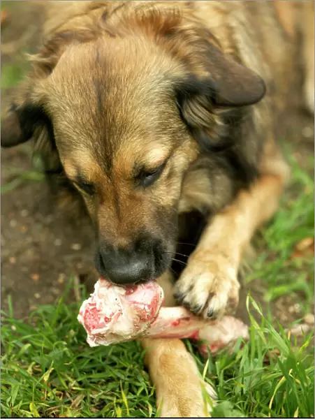 Dog Eating marrow bone