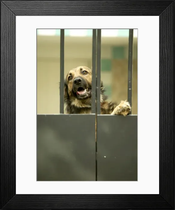 Framed Print : Guard Dog Behind bars Framed Print : Guard Dog Behind bars