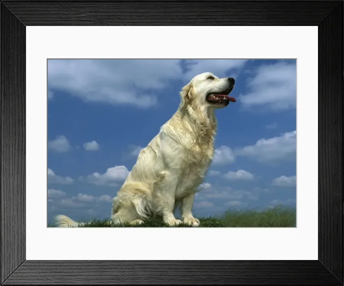 Framed Print : Golden Retriever Sitting down Blue sky and clouds in background Framed Print : Golden Retriever Sitting down Blue sky and clouds in background