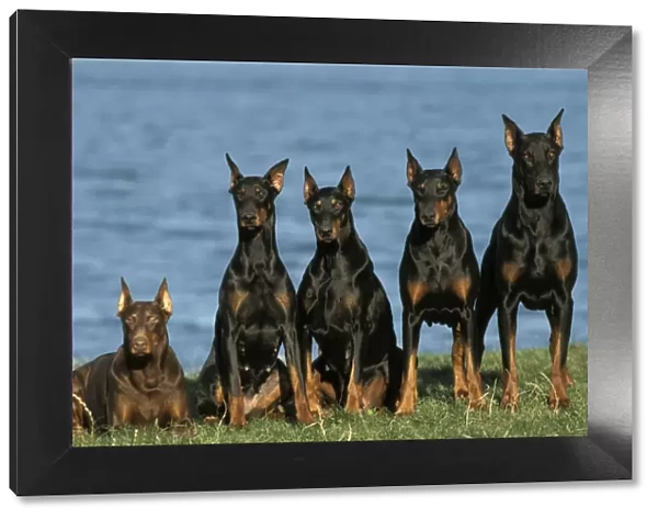 Doberman Dogs Row of 5 sitting next to water