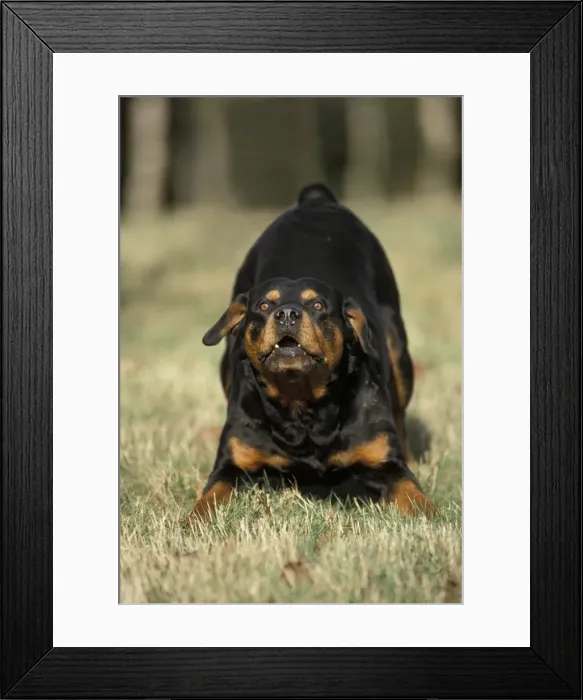 Framed Print : Rottweiller Dog Growling Framed Print : Rottweiller Dog Growling