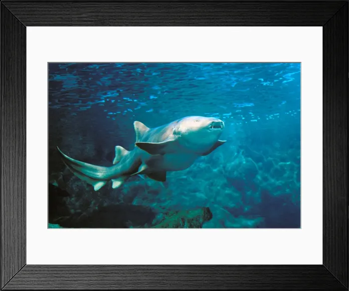 Framed Print : Nurse Shark Underwater