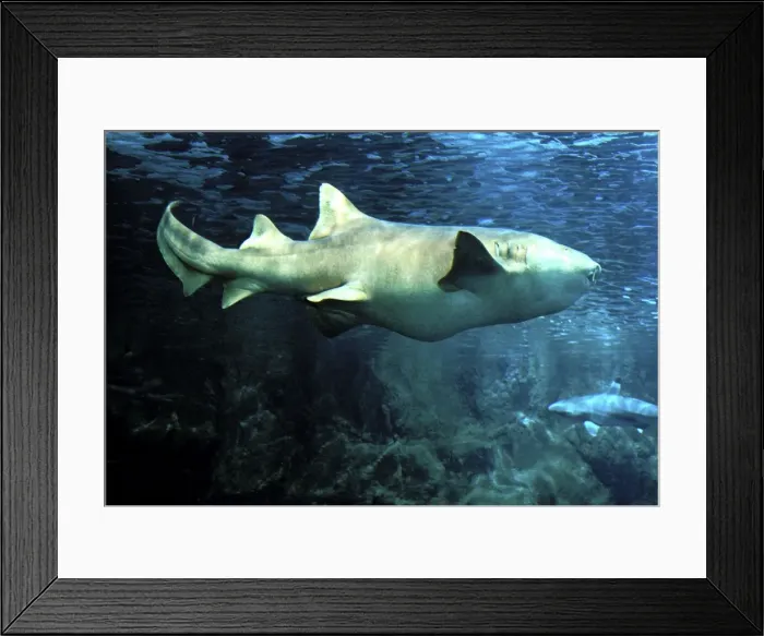 Framed Print : Nurse Shark Underwater Framed Print : Nurse Shark Underwater