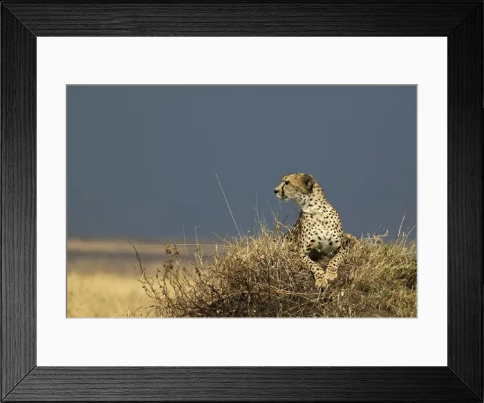 Framed Print : Cheetah TransMara, Maasai Mara, Kenya, Africa Framed Print : Cheetah TransMara, Maasai Mara, Kenya, Africa