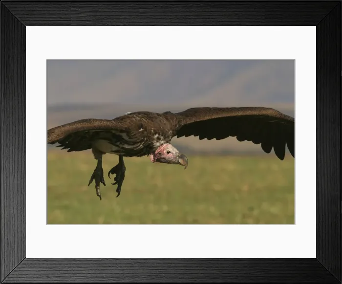 Framed Print : Lappet-faced Vulture In flight Kenya, Africa Framed Print : Lappet-faced Vulture In flight Kenya, Africa