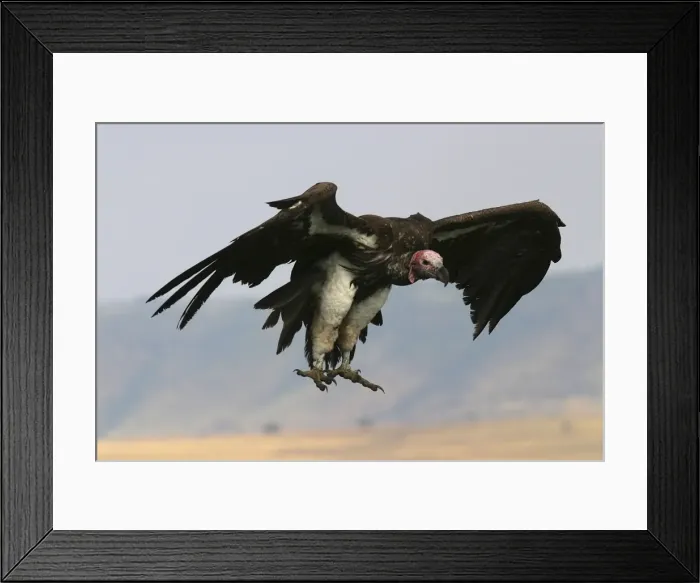 Framed Print : Lappet-faced Vulture In flight Kenya, Africa Framed Print : Lappet-faced Vulture In flight Kenya, Africa