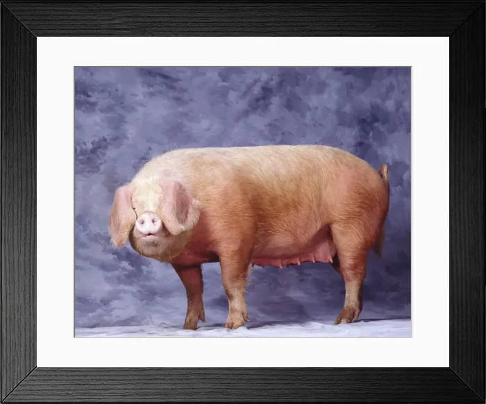 Framed Print : Gascon Pig Framed Print : Gascon Pig