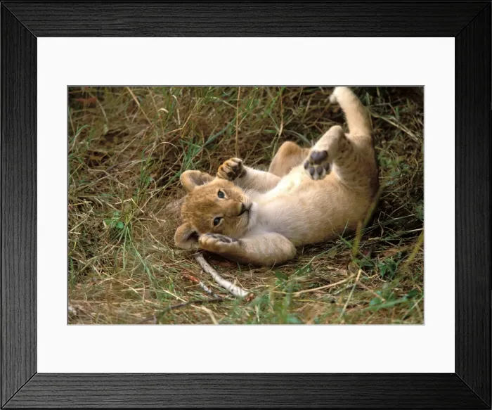 Framed Print : Lion Cub. Maasai Mara, Kenya, Africa Framed Print : Lion Cub. Maasai Mara, Kenya, Africa