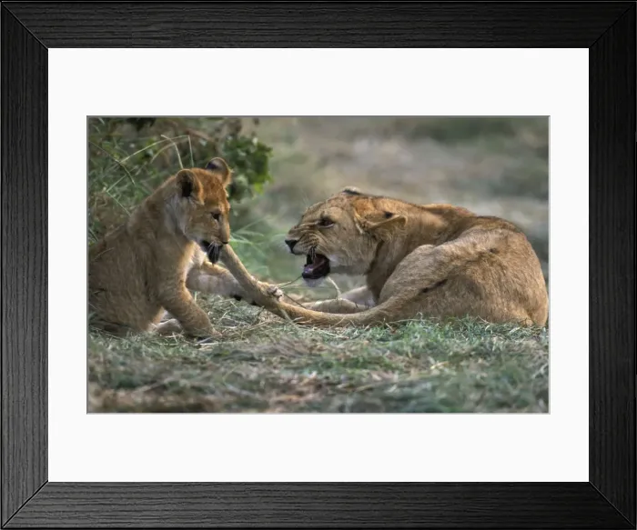 Framed Print : Lioness Mother & Cub. Maasai Mara, Kenya, Africa Framed Print : Lioness Mother & Cub. Maasai Mara, Kenya, Africa