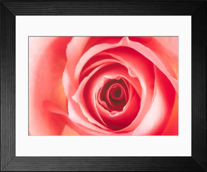 Framed Print : Red Rose Flower Close up Framed Print : Red Rose Flower Close up