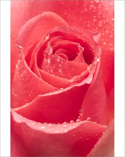 Red Rose Flower Close up