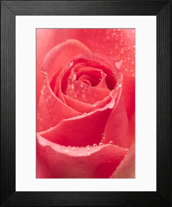 Framed Print : Red Rose Flower Close up Framed Print : Red Rose Flower Close up