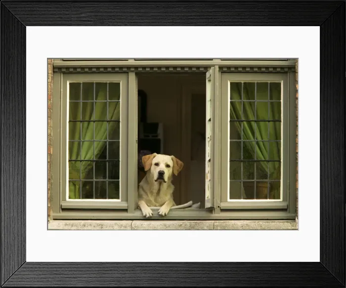 Framed Print : Labrador Dog At window of house Framed Print : Labrador Dog At window of house