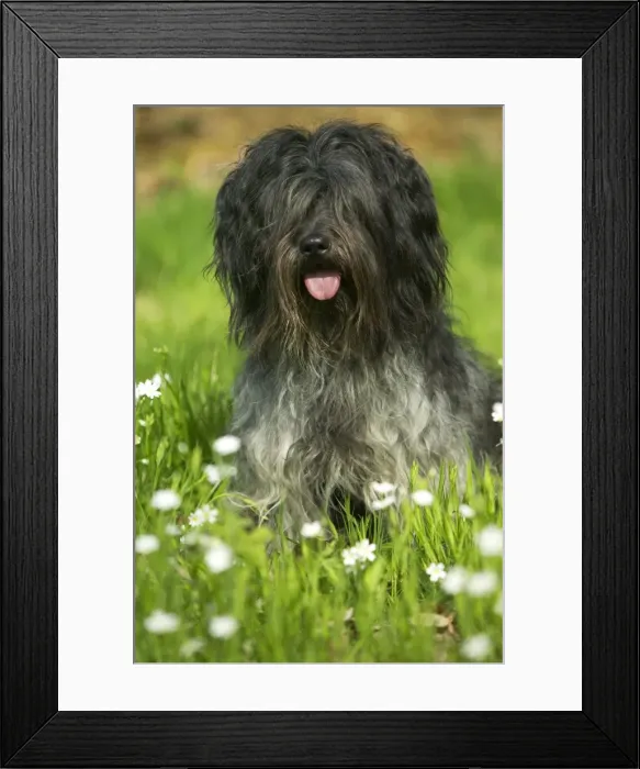 Framed Print : Schapendoes / Dutch Sheepdog Sitting in grass Framed Print : Schapendoes / Dutch Sheepdog Sitting in grass