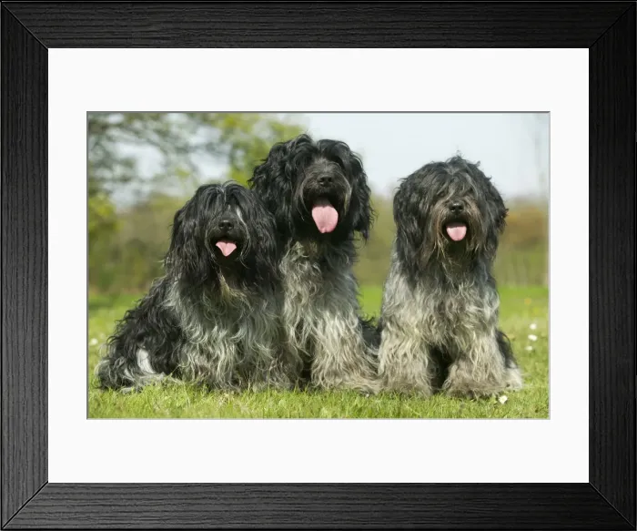 Framed Print : Schapendoes / Dutch Sheepdog Three together sitting in grass Framed Print : Schapendoes / Dutch Sheepdog Three together sitting in grass