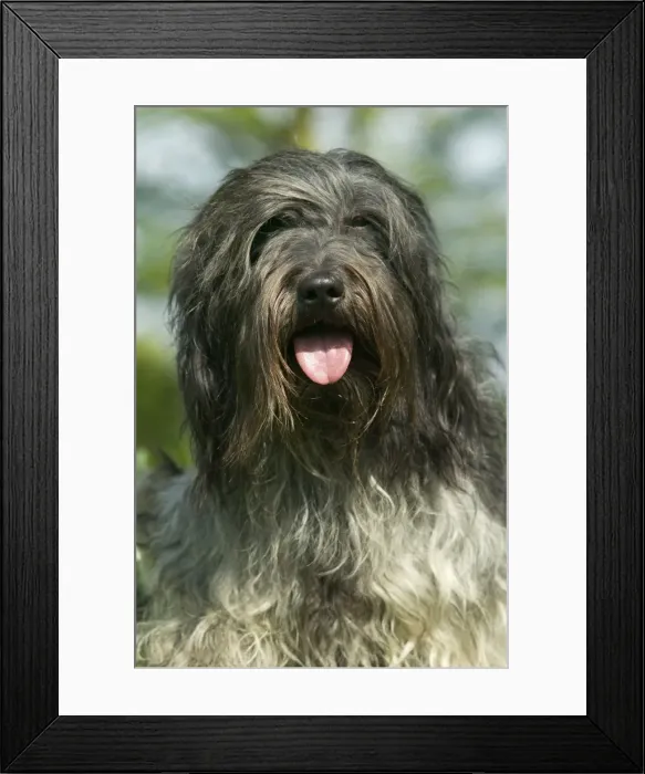 Framed Print : Schapendoes / Dutch Sheepdog Framed Print : Schapendoes / Dutch Sheepdog