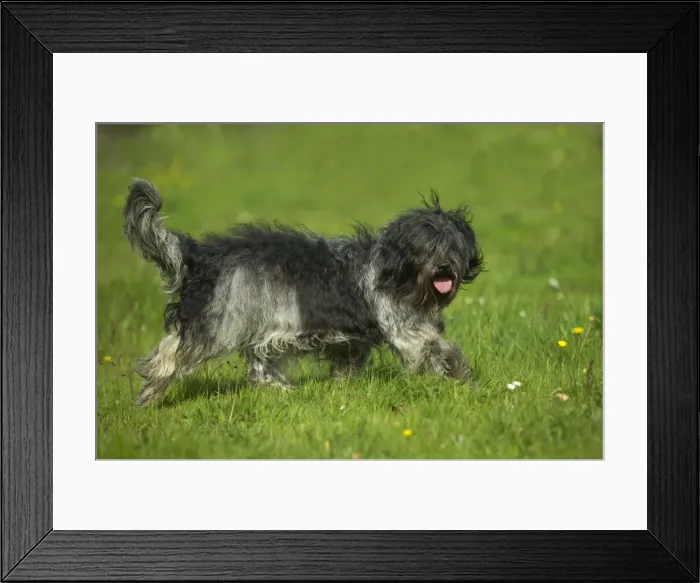 Framed Print : Schapendoes / Dutch Sheepdog Walking in grass Framed Print : Schapendoes / Dutch Sheepdog Walking in grass