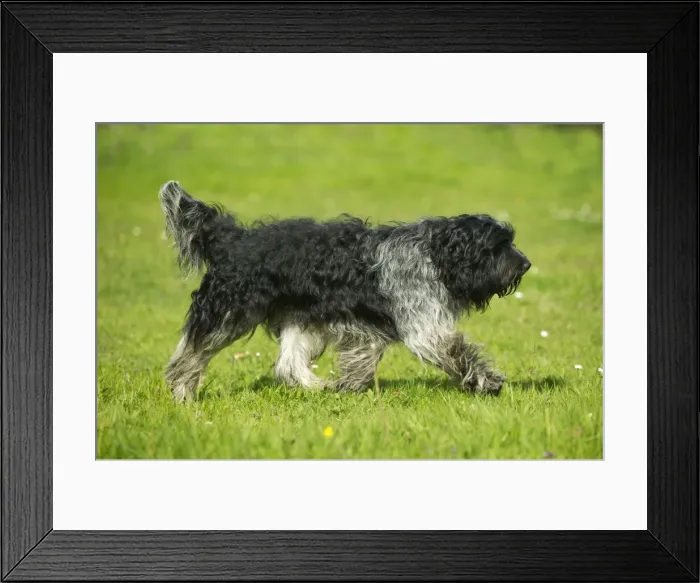 Framed Print : Schapendoes / Dutch Sheepdog Walking in grass Framed Print : Schapendoes / Dutch Sheepdog Walking in grass