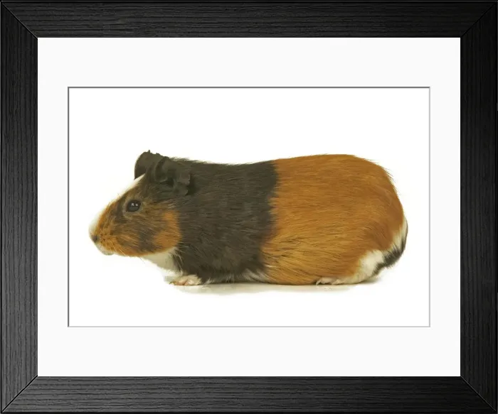 Framed Print : Short Haired Guinea Pig Framed Print : Short Haired Guinea Pig