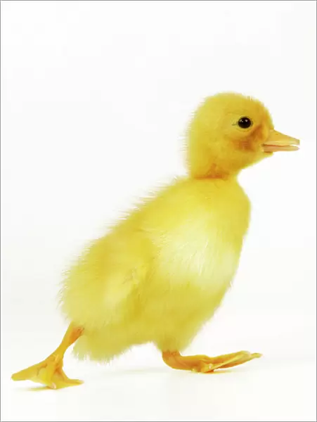 Duckling. LA-977-m. DUCK - Duckling. Jean Michel Labat