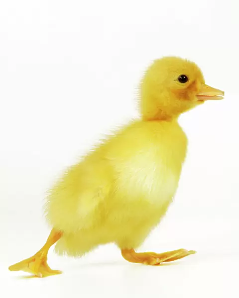 Duckling. LA-977-m. DUCK - Duckling. Jean Michel Labat