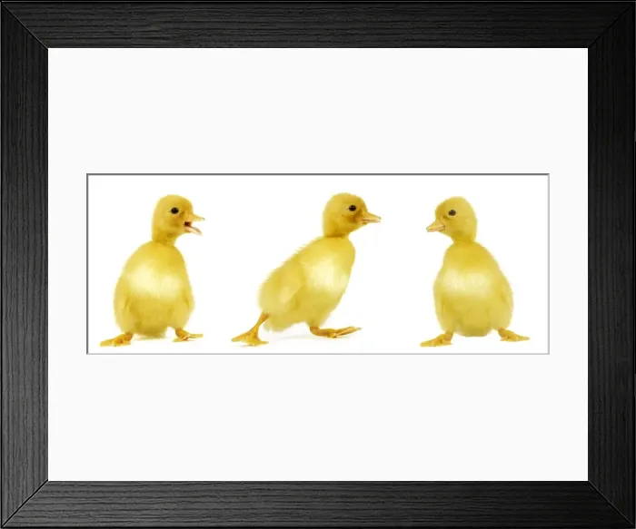 Framed Print : Ducklings. LA-980-m. DUCK - line of three ducklings Framed Print : Ducklings. LA-980-m. DUCK - line of three ducklings