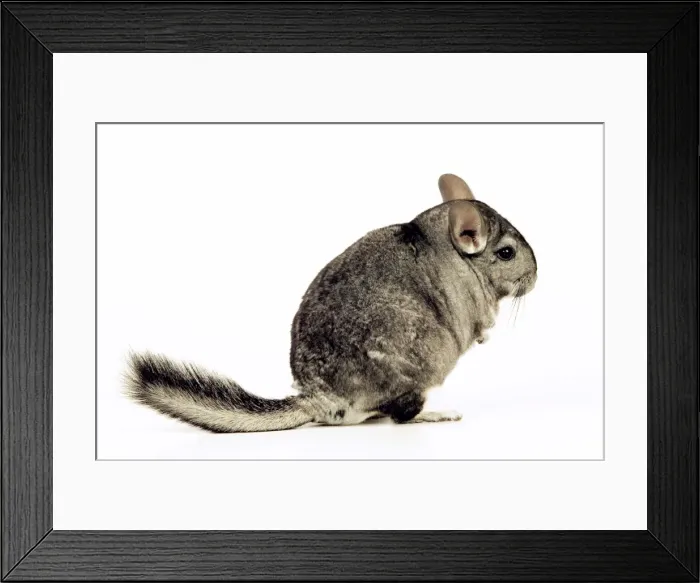 Framed Print : Chinchilla Framed Print : Chinchilla
