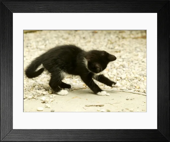 Framed Print : Cat Kitten playing Framed Print : Cat Kitten playing