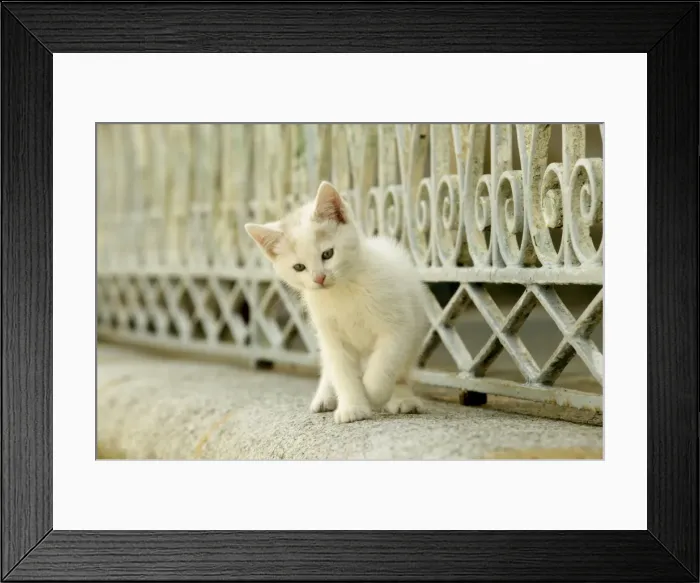 Framed Print : Cat White kitten Framed Print : Cat White kitten