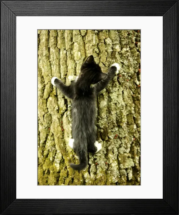 Framed Print : Cat Kitten climbig a tree Framed Print : Cat Kitten climbig a tree