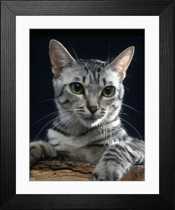 Framed Print : California Spangled Cat Framed Print : California Spangled Cat